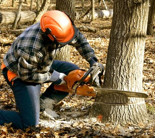 Tree Removal in Chickasha, OK